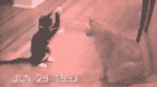 Gato peleador.gif