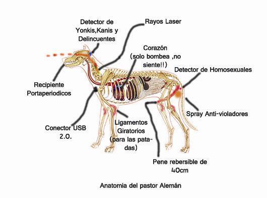 Anatomia pastor aleman.jpg