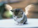 Angel.jpg