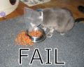 Un gato no puede comer así...