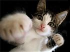 Cat.png