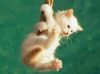 Gatoapuntodecaerse.jpg