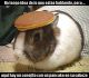 Bunny pancake traduccion.jpg