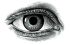 Eye.jpg