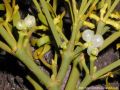 El muérdago, ingrediente primordial en la elaboración de este bebedizo.