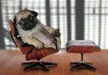 Este es mi perro, es muy trabajador.