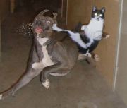 Gatodechucknorris.jpg