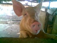 Muestra de Cerdo