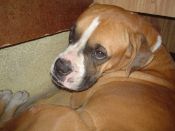 Mi perro