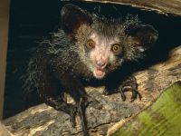 Muestra de Aye-aye o Eeepa!(En Bilbao)