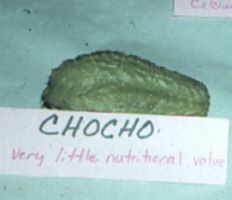 Chocho.jpg