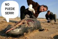 Delfines.jpg