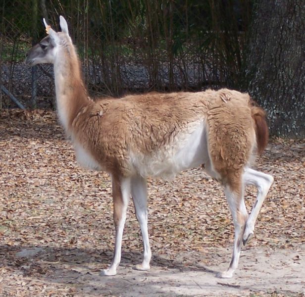 Archivo:Guanaco.jpeg