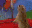 Ardilla.gif