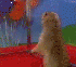 Ardilla.gif