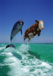 Del.and.cow.jpg