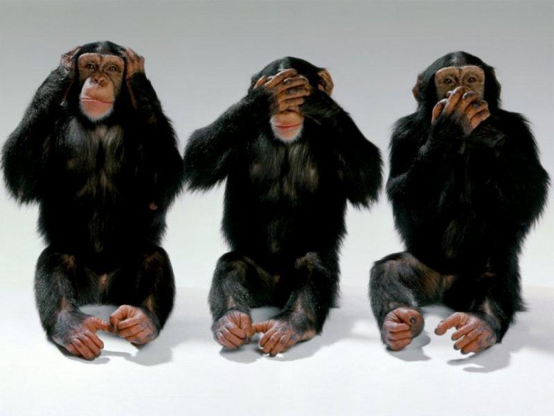 Archivo:Chimps.jpg