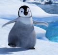 Happy Feet