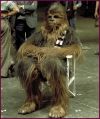 Chewbacca esperando el almuerzo del picnic