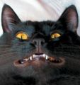 2. La posesión del gato de Chuck Norris