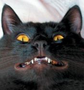 Mi gatito... ¿A que es mono?