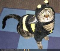 Gato-friki.jpg
