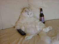 Gato perezoso.jpg