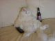 Gato perezoso.jpg
