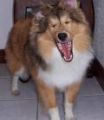 su perro...