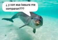 Delfin (1).jpg